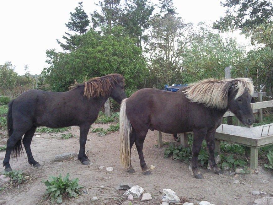 Islænder Kjalar fra Mertehøjen - Jaja, ikke det mest flatterende billede, men alligevel: Kjalar og lillebror Tveggi. billede 12