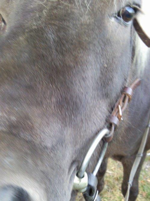 Islænder Kjalar fra Mertehøjen billede 11