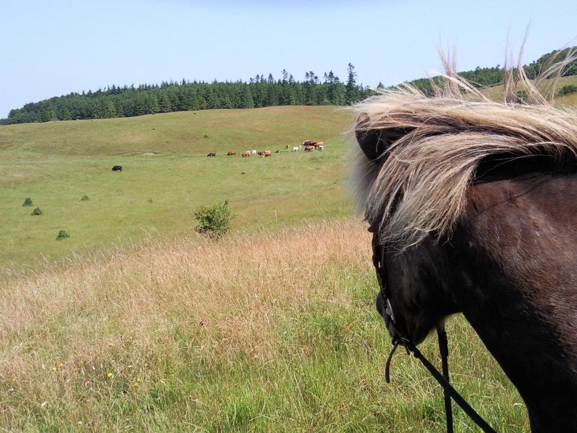 Islænder Kjalar fra Mertehøjen billede 13