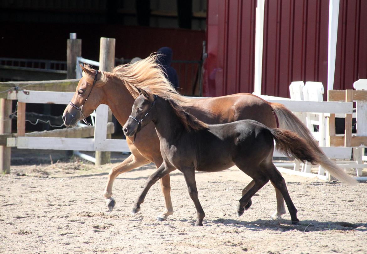 Dansk Miniature RKG Designs Delicious Diamond - Føllepigen med sin mor til EAMH Sommershow.  billede 13