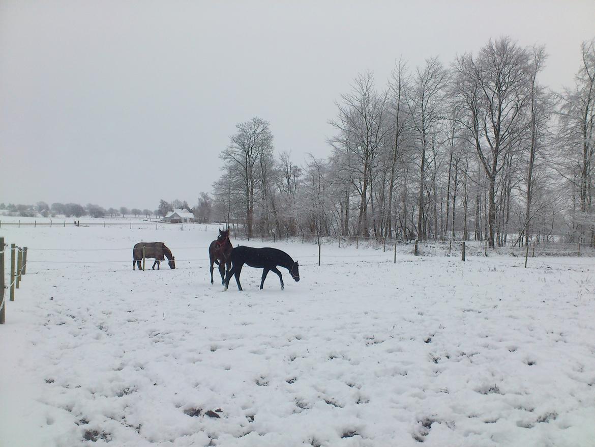 Oldenborg Daisy Pibeholm - Daisys første sne... Og så på en fremmed fold, påen fremmed gård med fremmede heste hun kun har kendt i omkring 12 timer...
Det hele er så nyt og spændende<3 billede 19