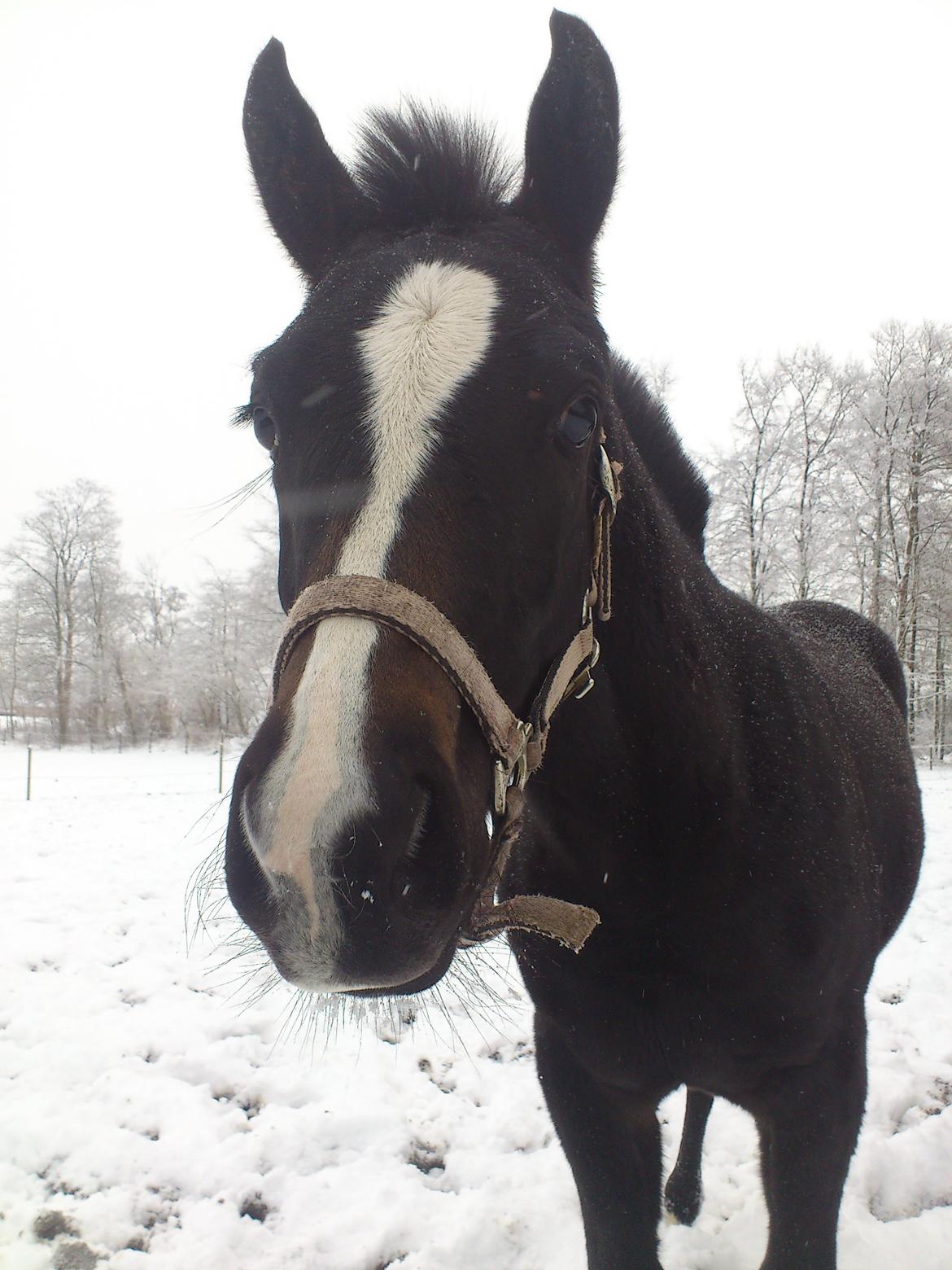 Oldenborg Daisy Pibeholm - Smukke Daisy<3 billede 20