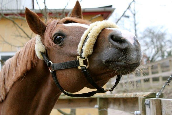 Anden særlig race Bastian • B-pony - Den sødeste mus  billede 16
