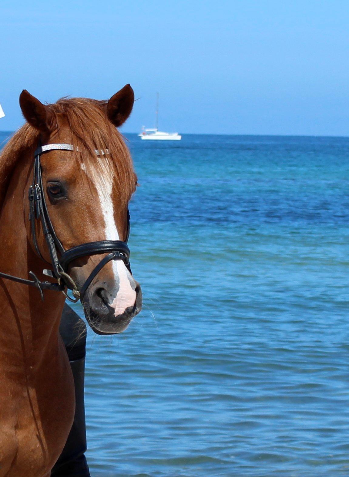 Anden særlig race Bastian • B-pony billede 17