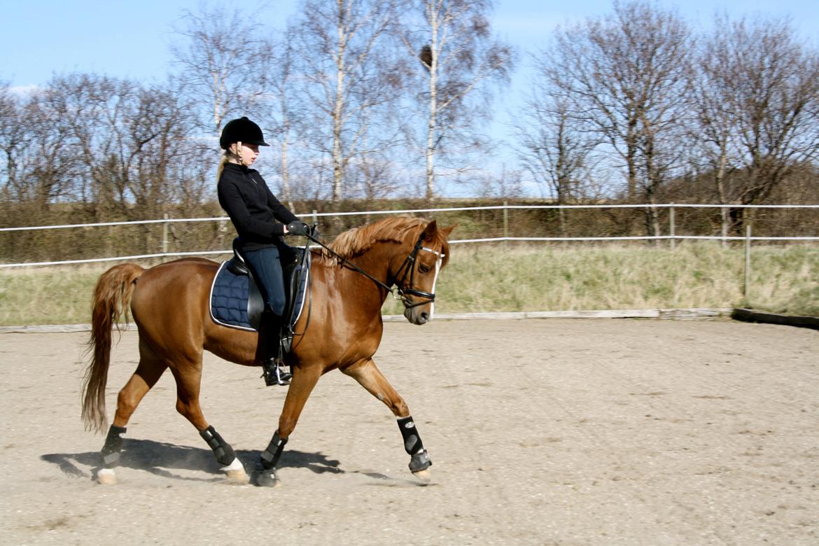 Anden særlig race Bastian • B-pony billede 18