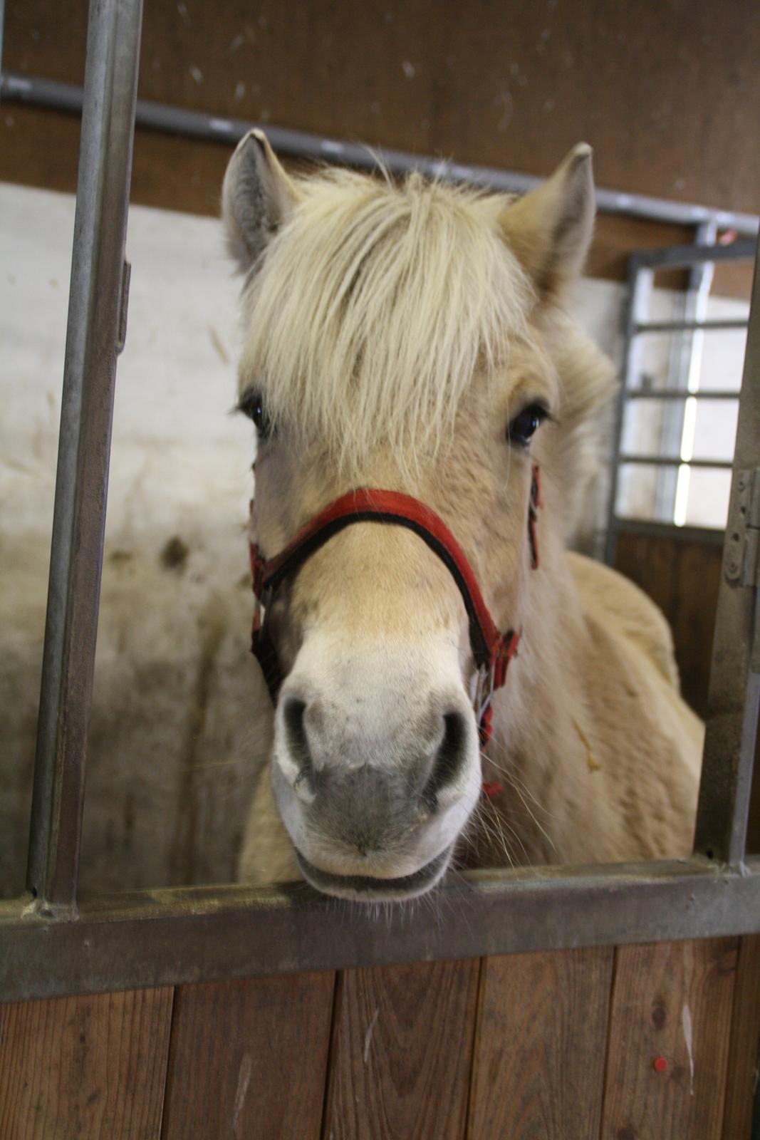 Fjordhest Fe dyret <3 (passer) - s¨å sød <3 billede 16