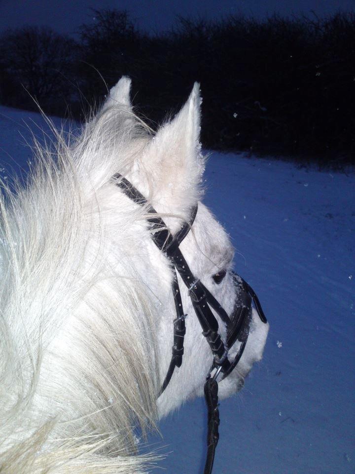 Arabisk fuldblod (OX) Mr M - Prinsen. - I sne og slud skal hesten ud! :) 
 billede 3