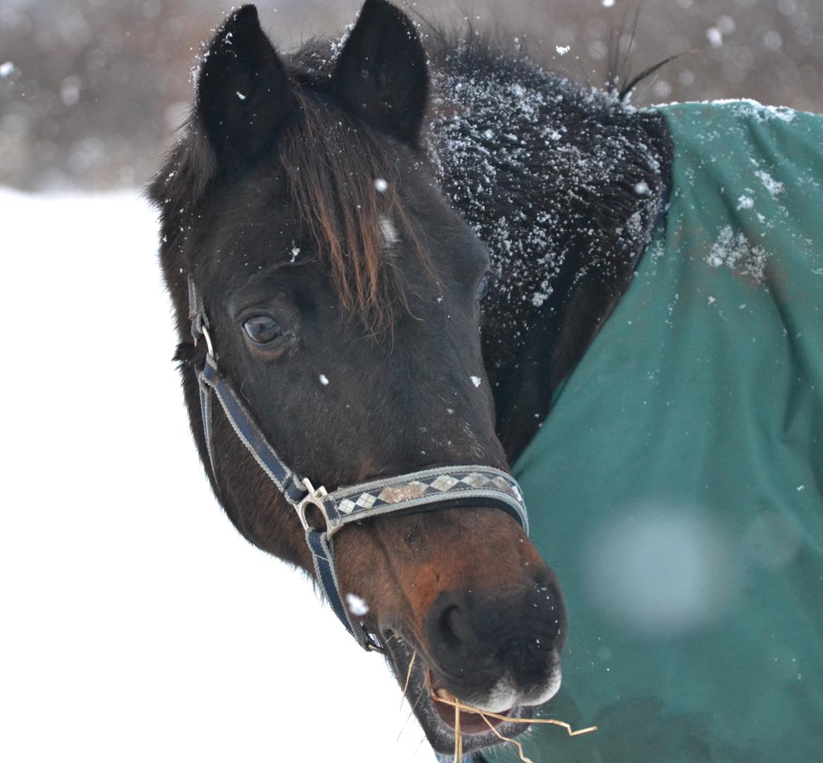 New Forest Dusty<3  ( HoppeBolden) - Sne poony <3 billede 4