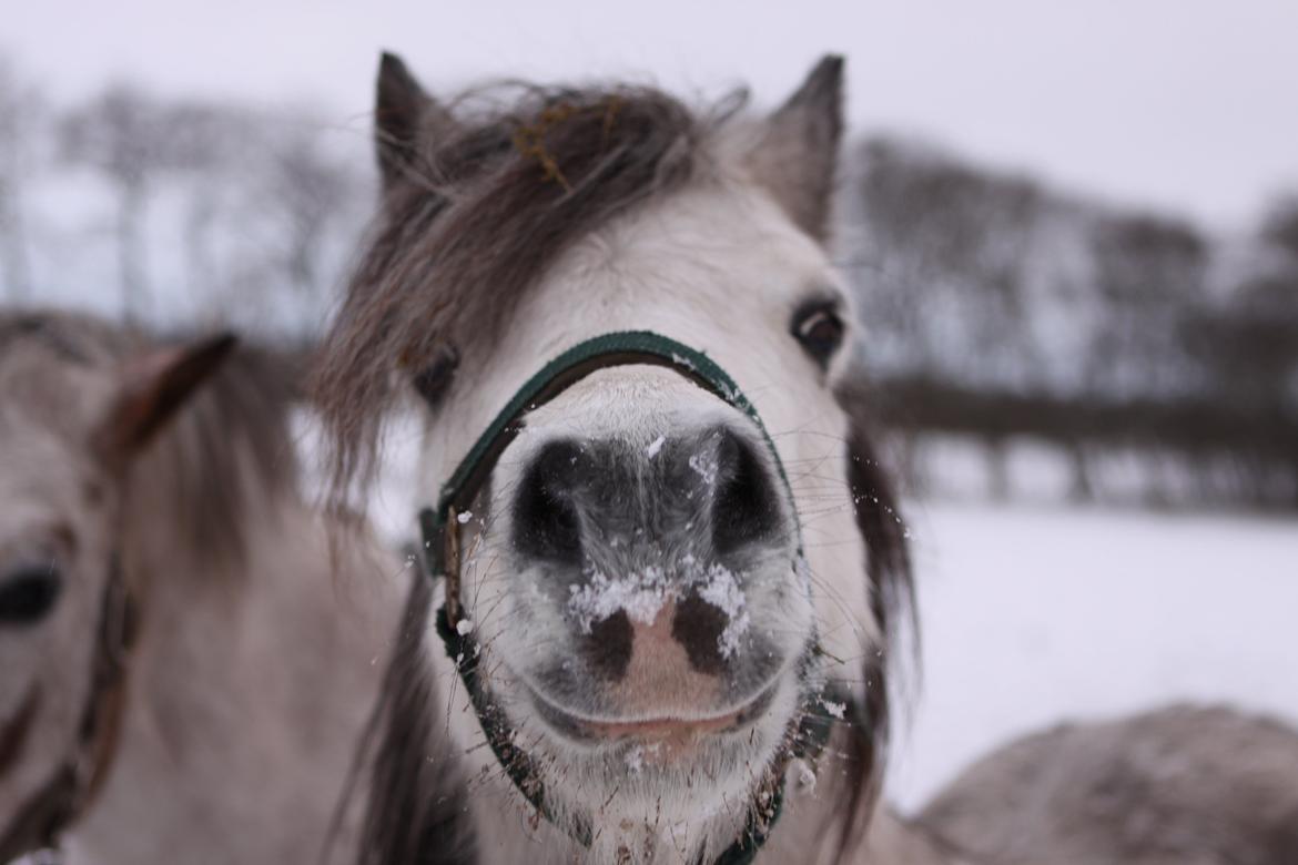 Welsh Pony (sec B) Lukas - Søde Lukas ♥♥♥
Vinter 2012 billede 18