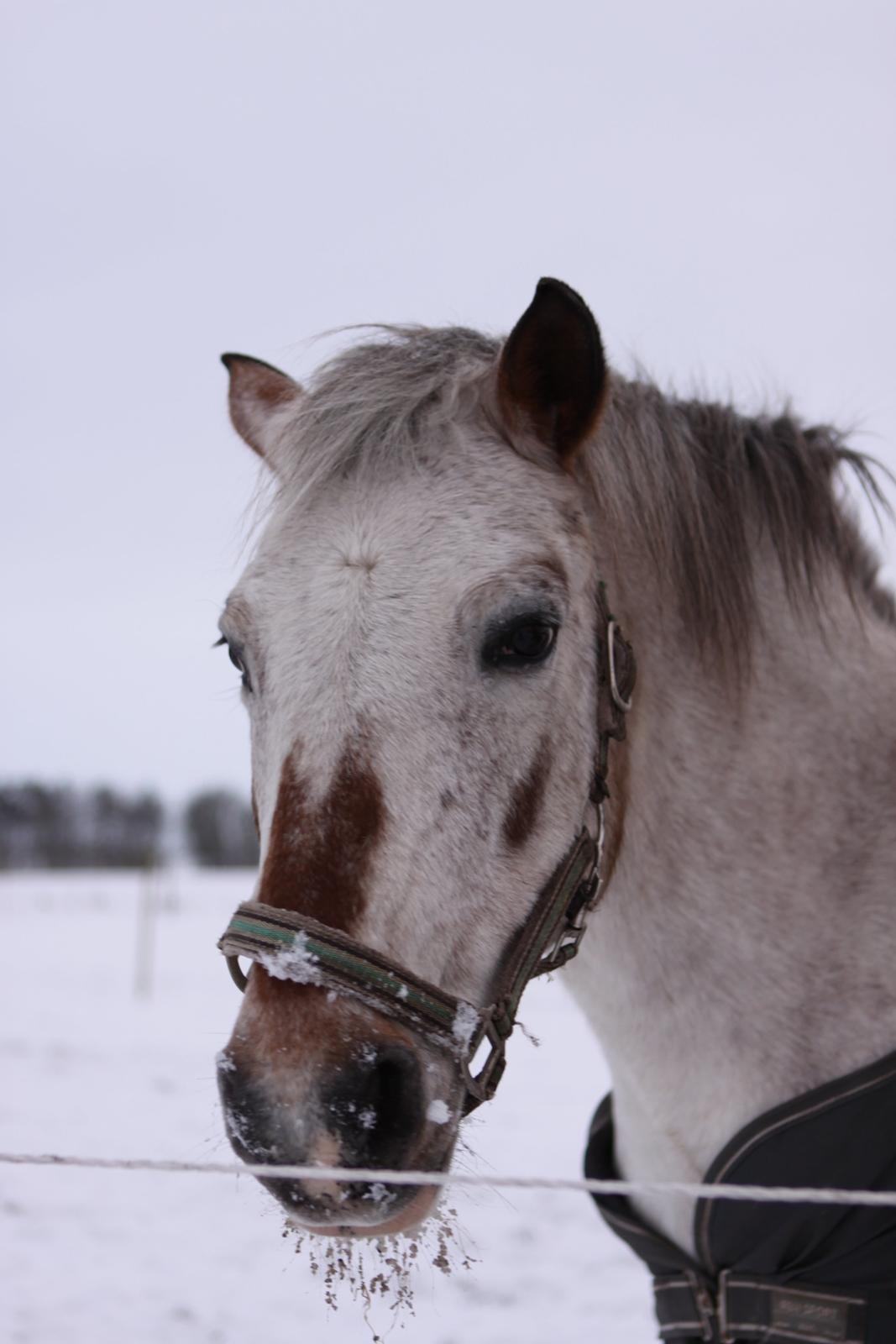 Pinto Araber Sharnie - Núrh lille Shanigi!! ♥♥
Vinter 2012 billede 17