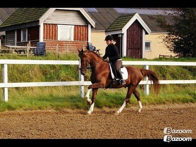 Anden særlig race Amigo - Billed fra gamle ejer :o) billede 1