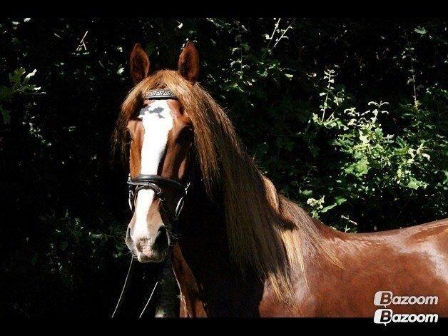 Anden særlig race Amigo - Billed fra gamle ejer :o) billede 2