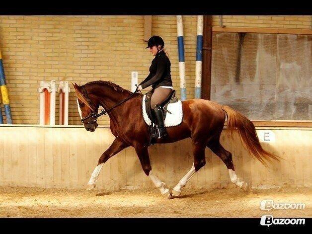 Anden særlig race Amigo - Billed fra gamle ejer :o) billede 3