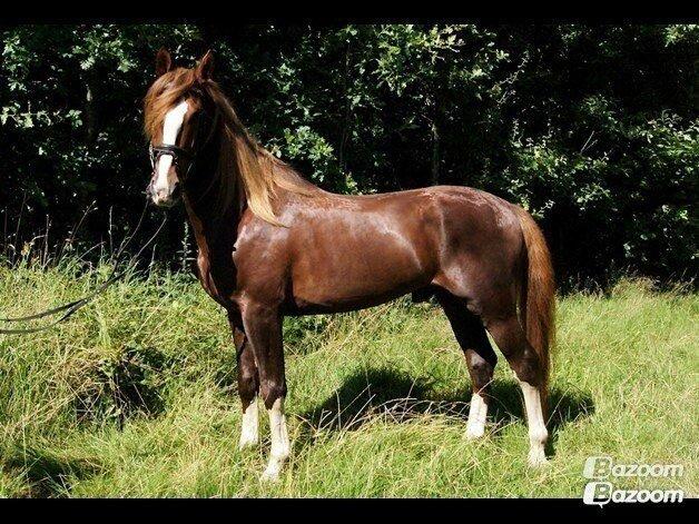 Anden særlig race Amigo - Billed fra gamle ejer :o) billede 4