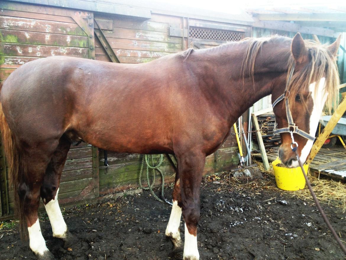 Anden særlig race Amigo - Første dag Amigo kom også skulle han da lige have en nusse tur ;-). billede 5