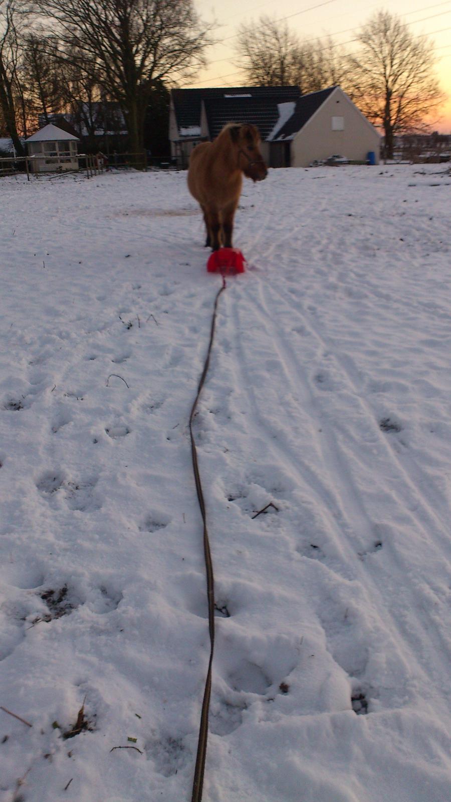Islænder Solfari fra højen - solfar syes det er sjovt at gå efter kælken  billede 15