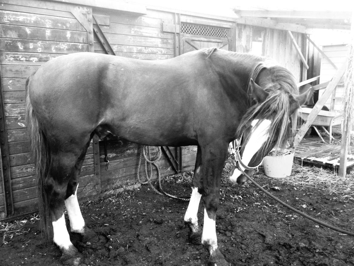 Anden særlig race Amigo billede 6