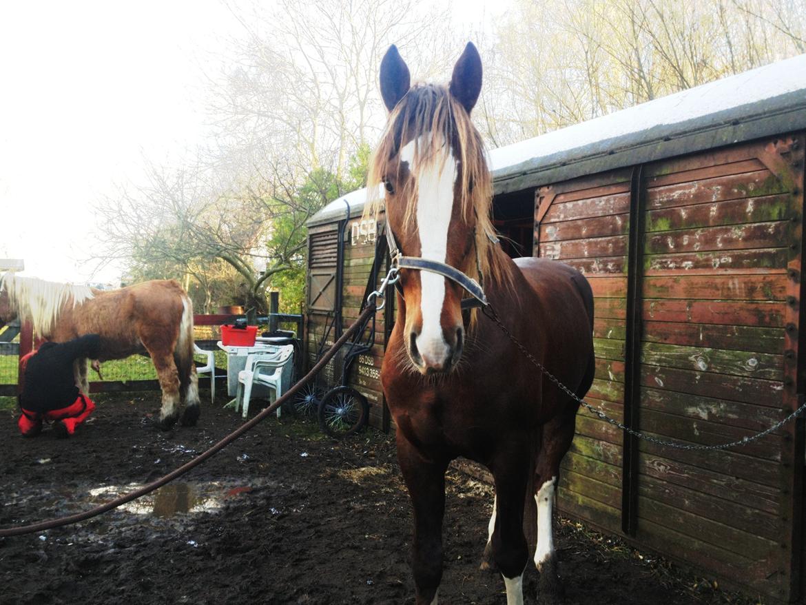 Anden særlig race Amigo billede 7