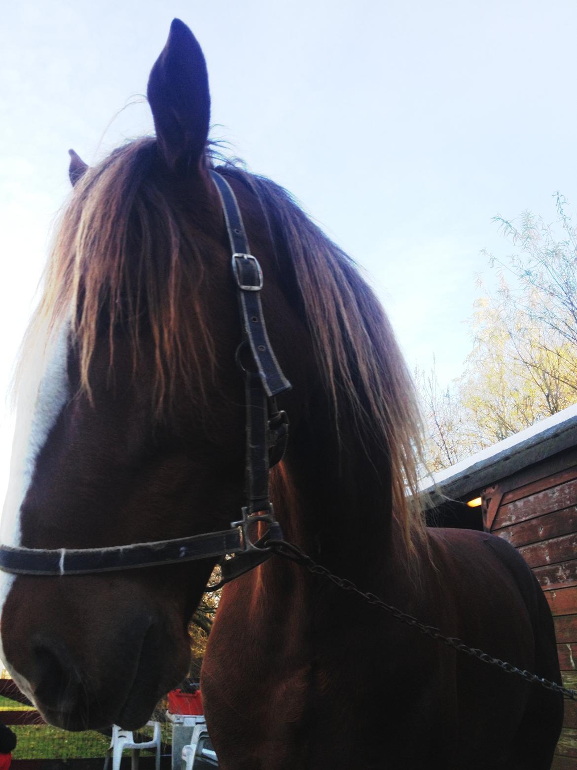 Anden særlig race Amigo billede 9