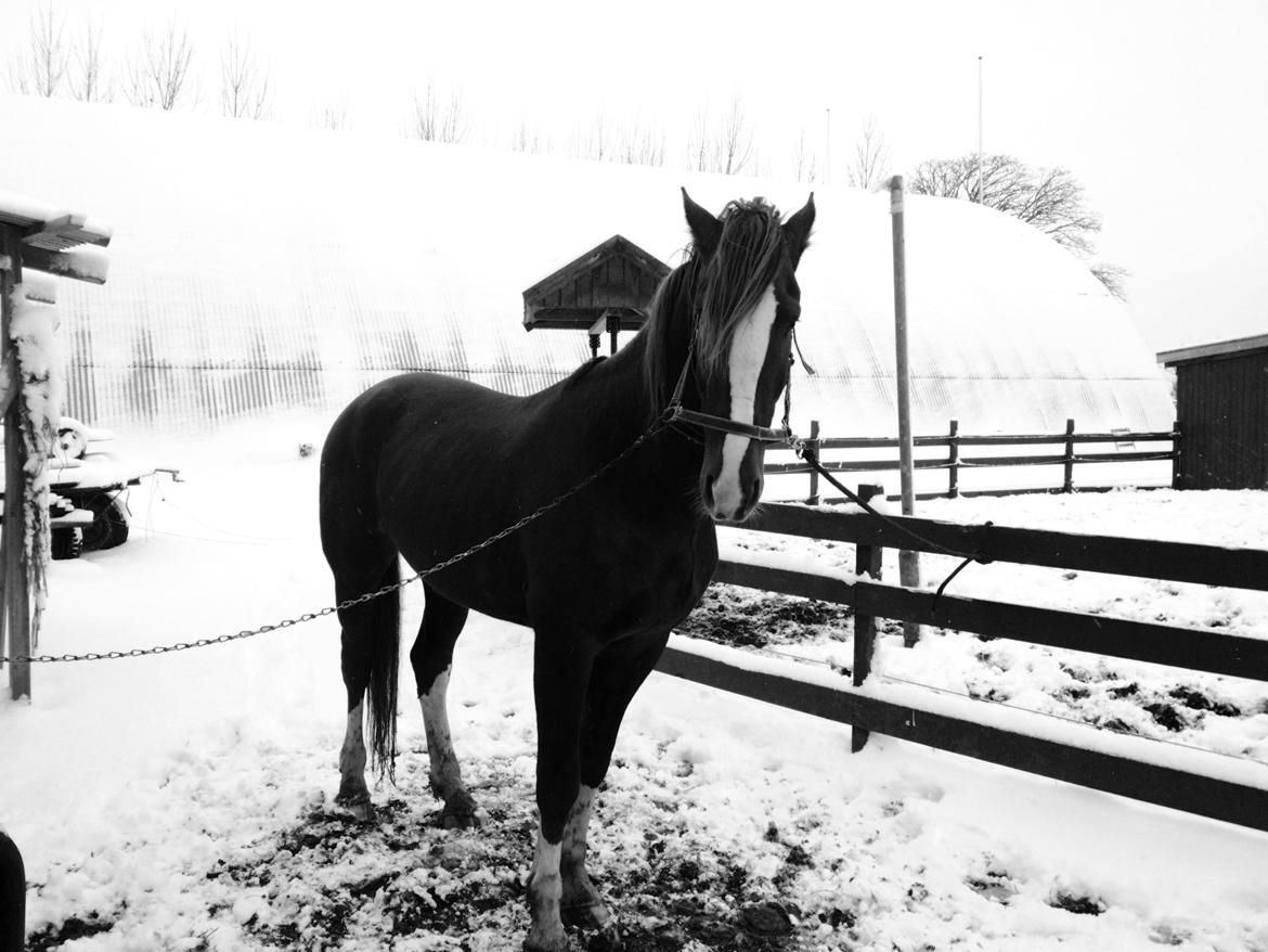 Anden særlig race Amigo billede 10