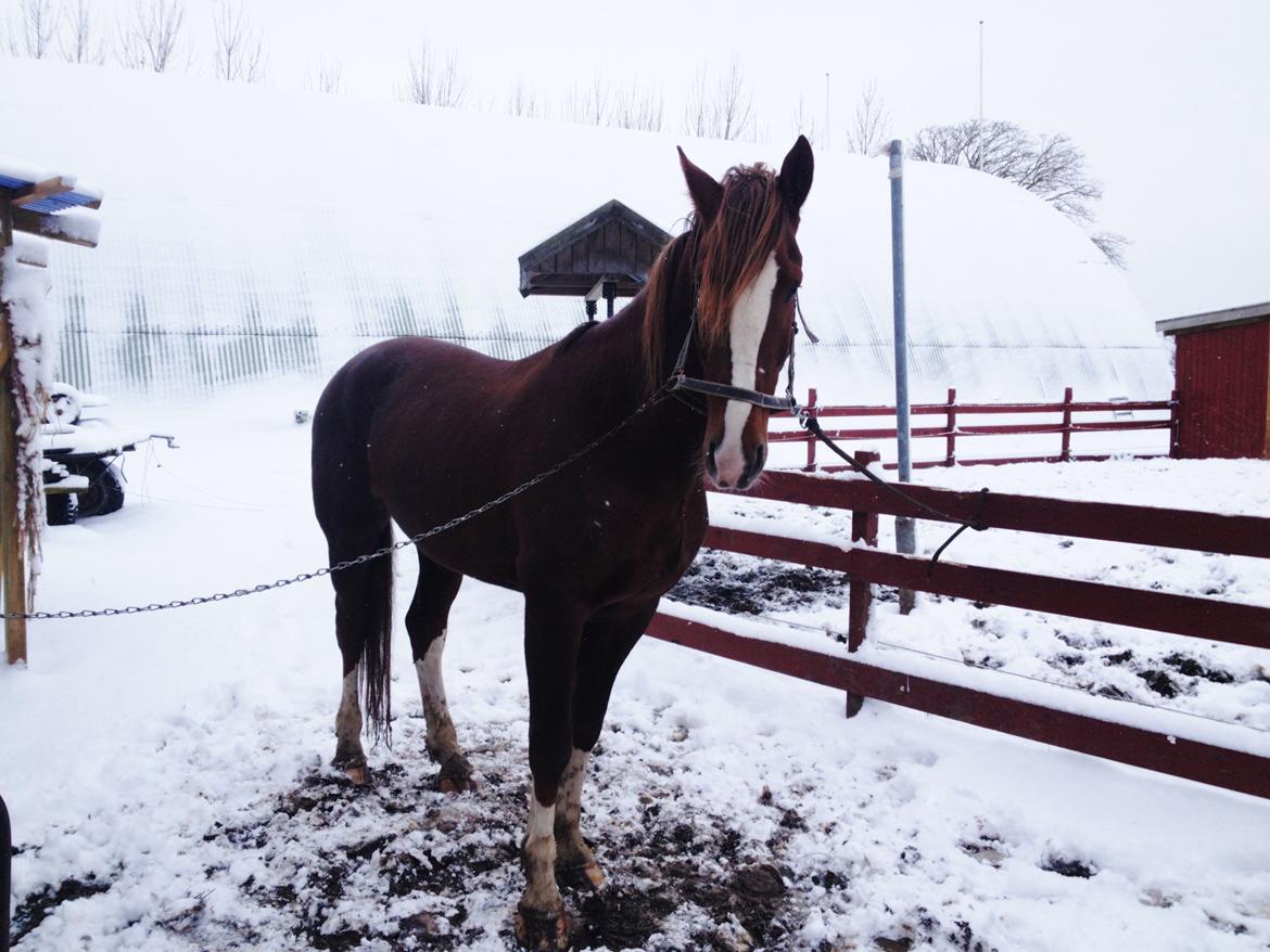 Anden særlig race Amigo billede 11