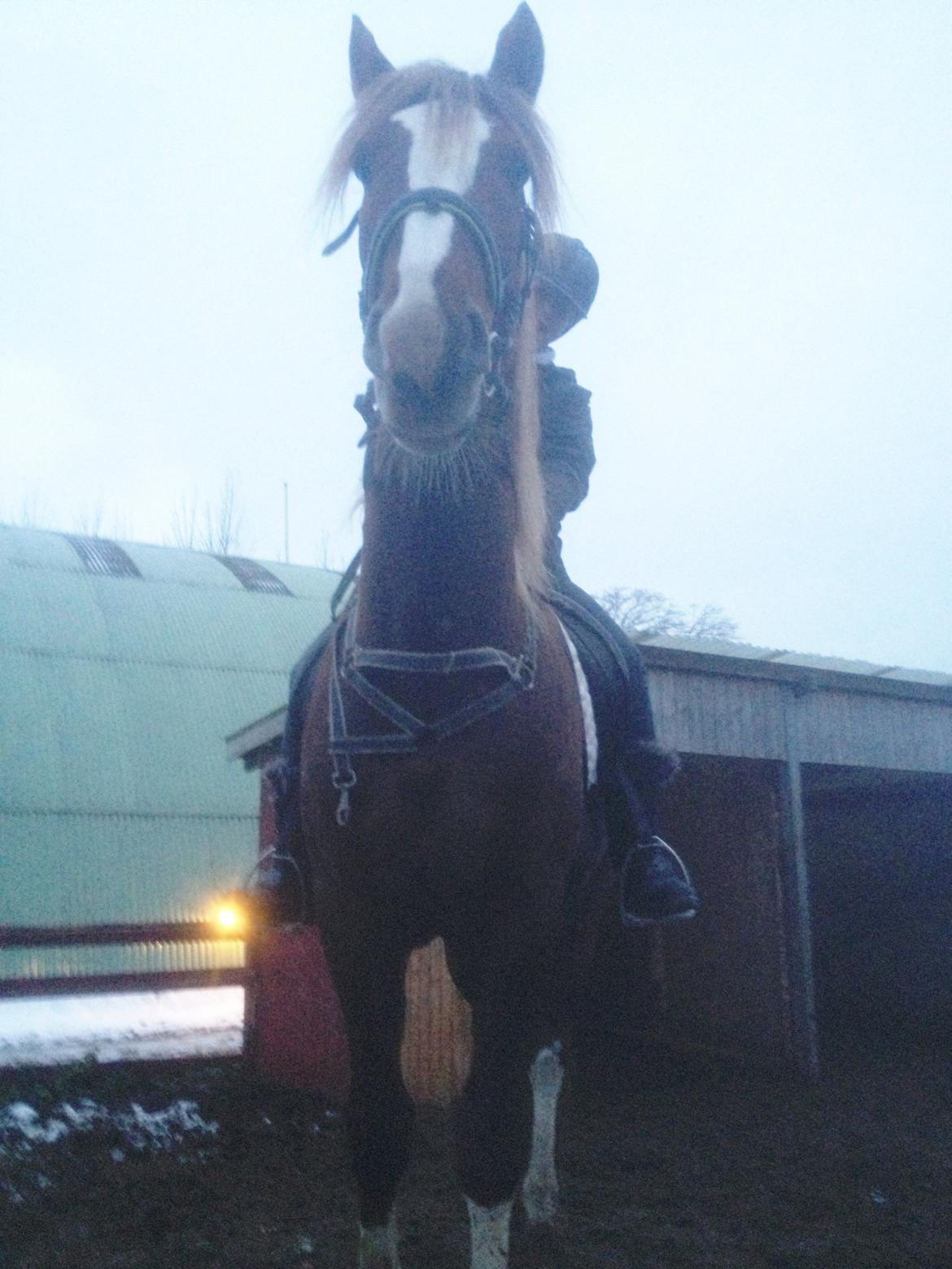 Anden særlig race Amigo - Han har stadig grime på ( da det er første gang  )  billede 12