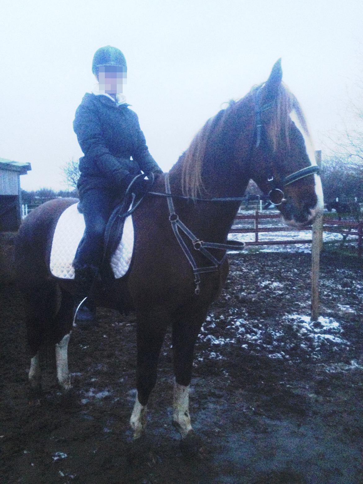 Anden særlig race Amigo - Han har stadig grime på da det er første gang jeg red ham... Tog den af efter billed blev taget lidt øv faktisk ..  billede 13