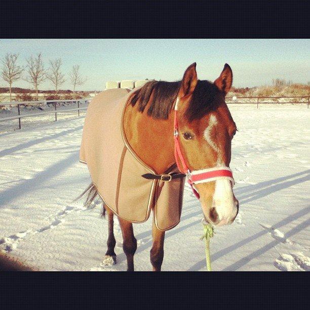 DSP Lundgårds Adonis halv A-pony SOLGT - lille tut ude at gå en lille tur i sneen !<3 billede 14