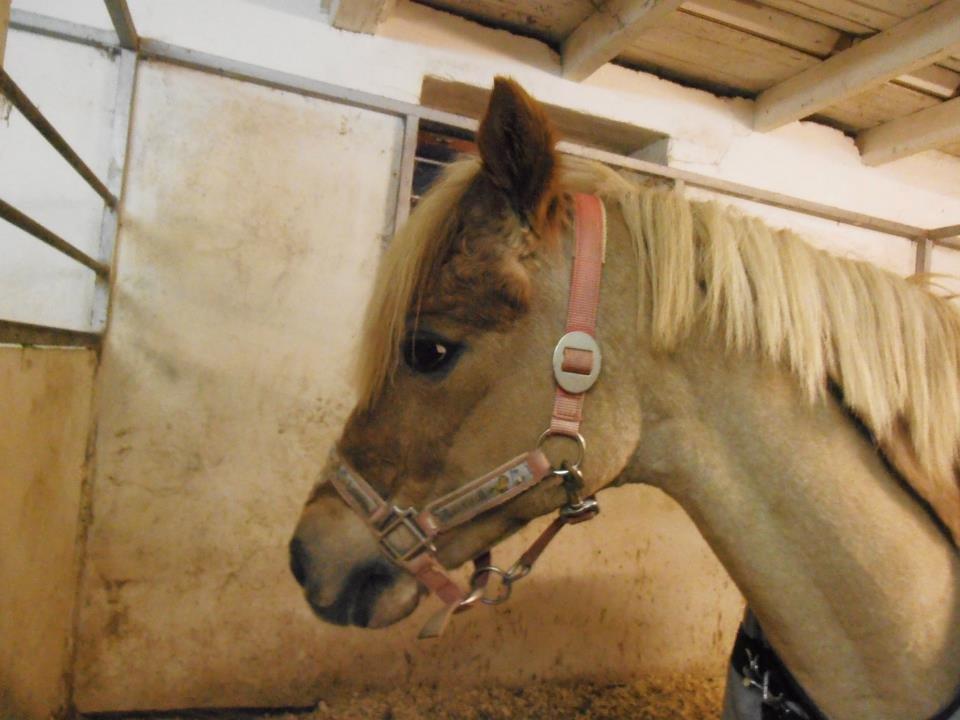Welsh Pony (sec B) DORYELLA †Sov Sødt† - Hvor du søøød putte!<33 billede 6