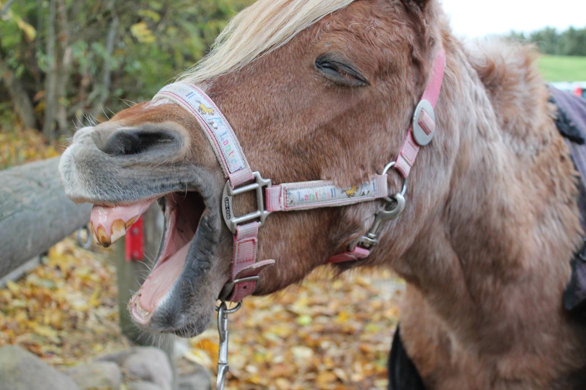 Welsh Pony (sec B) DORYELLA †Sov Sødt† - Velkommen til Dodo's profil! :D<3 billede 1