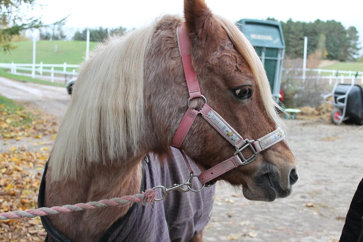 Welsh Pony (sec B) DORYELLA †Sov Sødt† - Århh.<3 billede 8