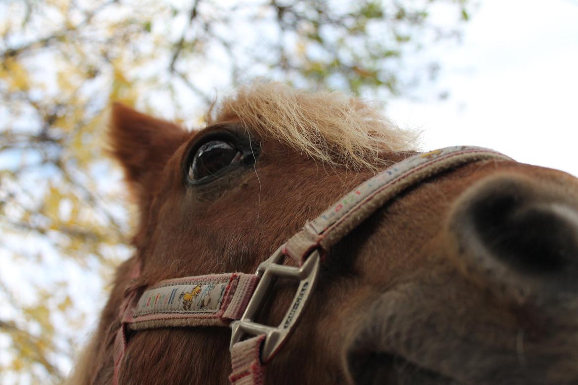 Welsh Pony (sec B) DORYELLA †Sov Sødt† - Min'skat.<3 billede 9