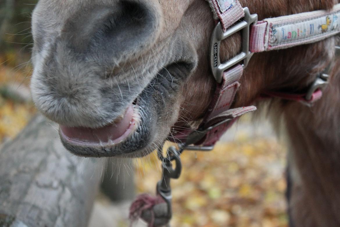 Welsh Pony (sec B) DORYELLA †Sov Sødt† - Hihi dx'<3 billede 10