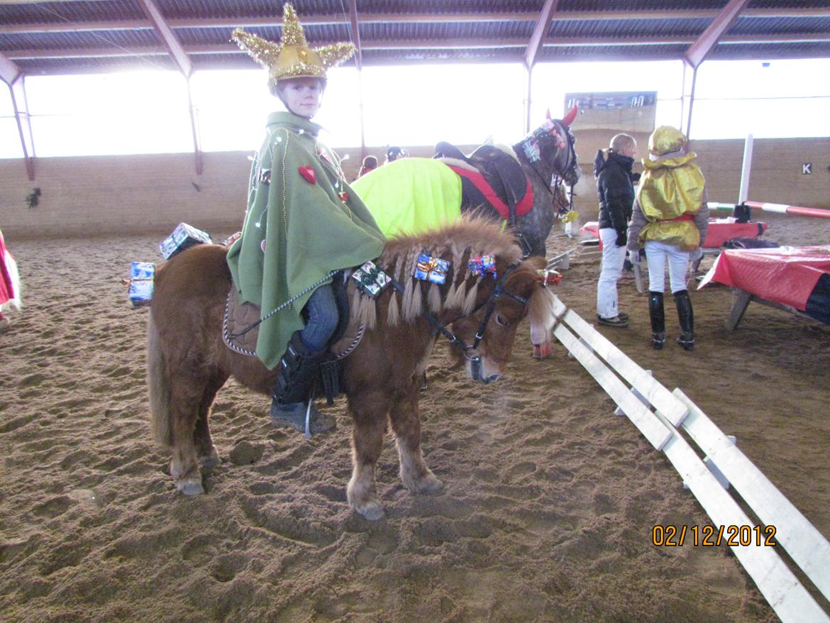 Shetlænder Fanny billede 20