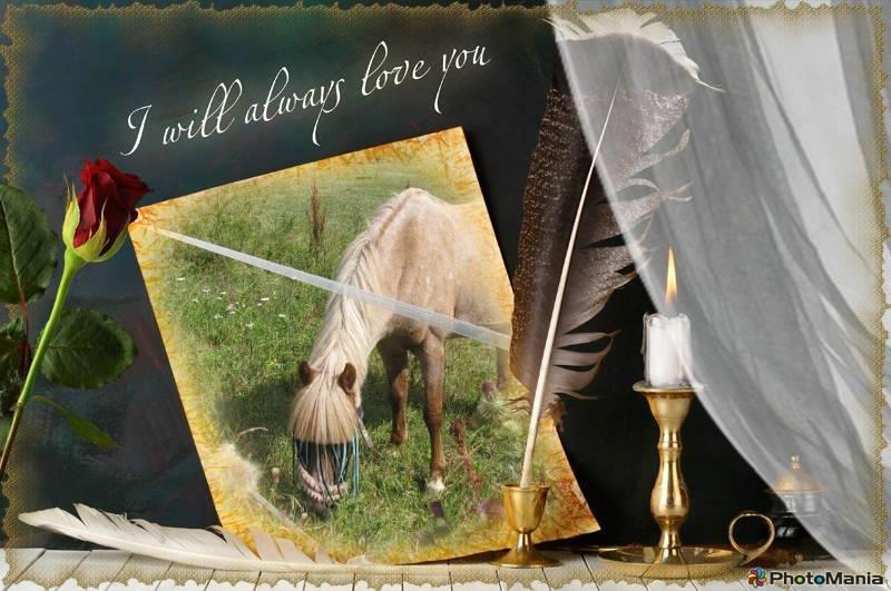 Welsh Pony (sec B) DORYELLA †Sov Sødt† - I Will Always Love You!<33 billede 11