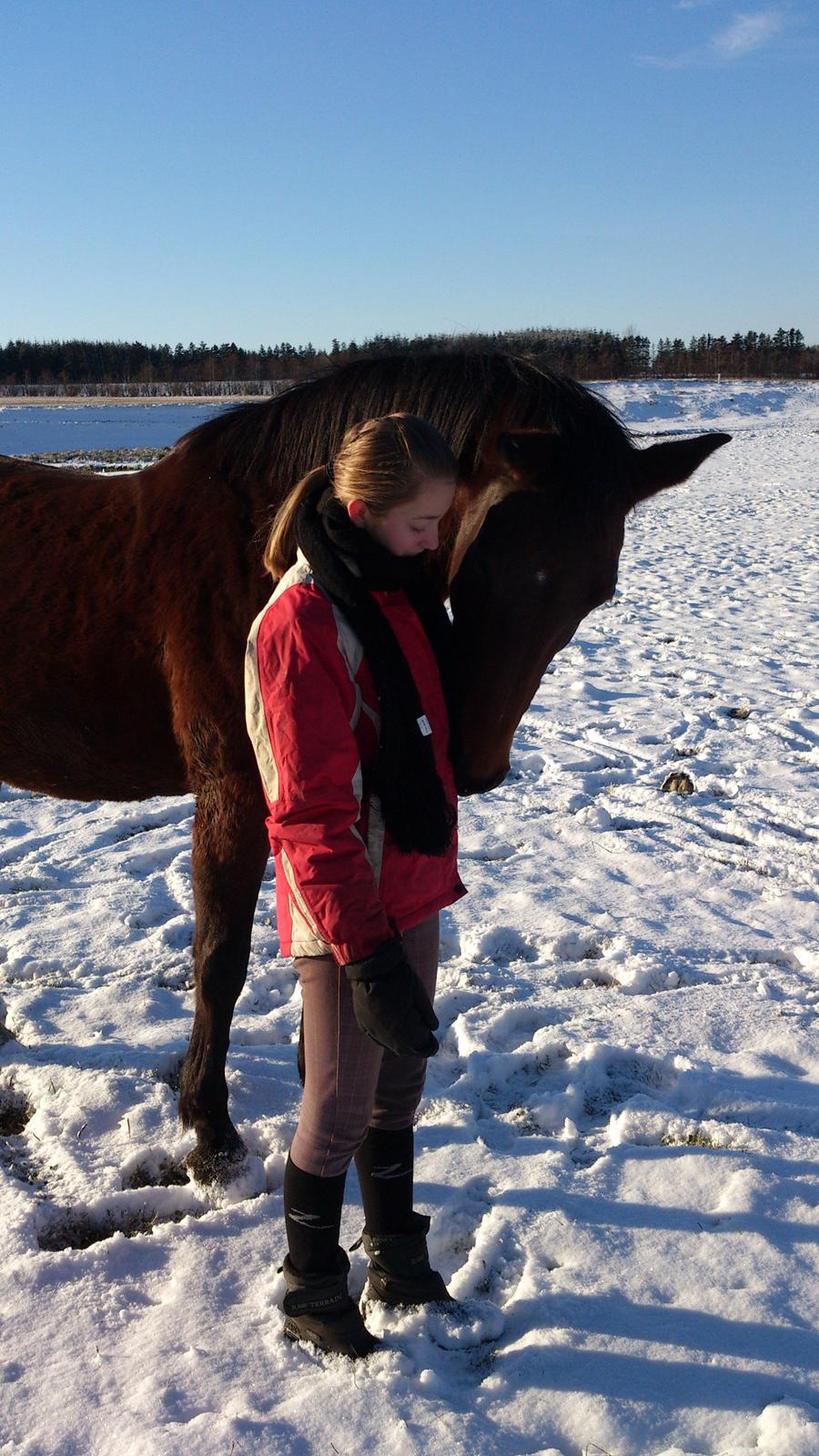 Dansk Varmblod Herslev Mark's Selina ~ Solgt & Savnet ~ - 8) Jeg elsker dig!♥♥♥ December 2012!
Foto: Ann billede 8