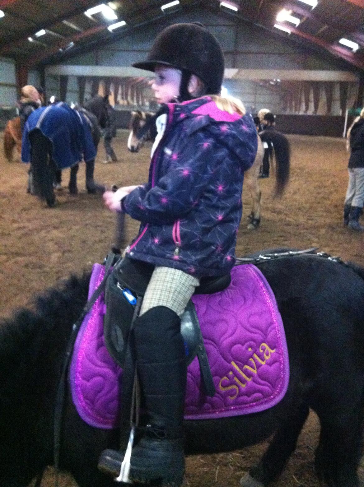 Shetlænder Madonna billede 15