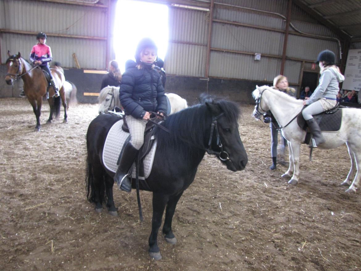 Shetlænder Madonna billede 9