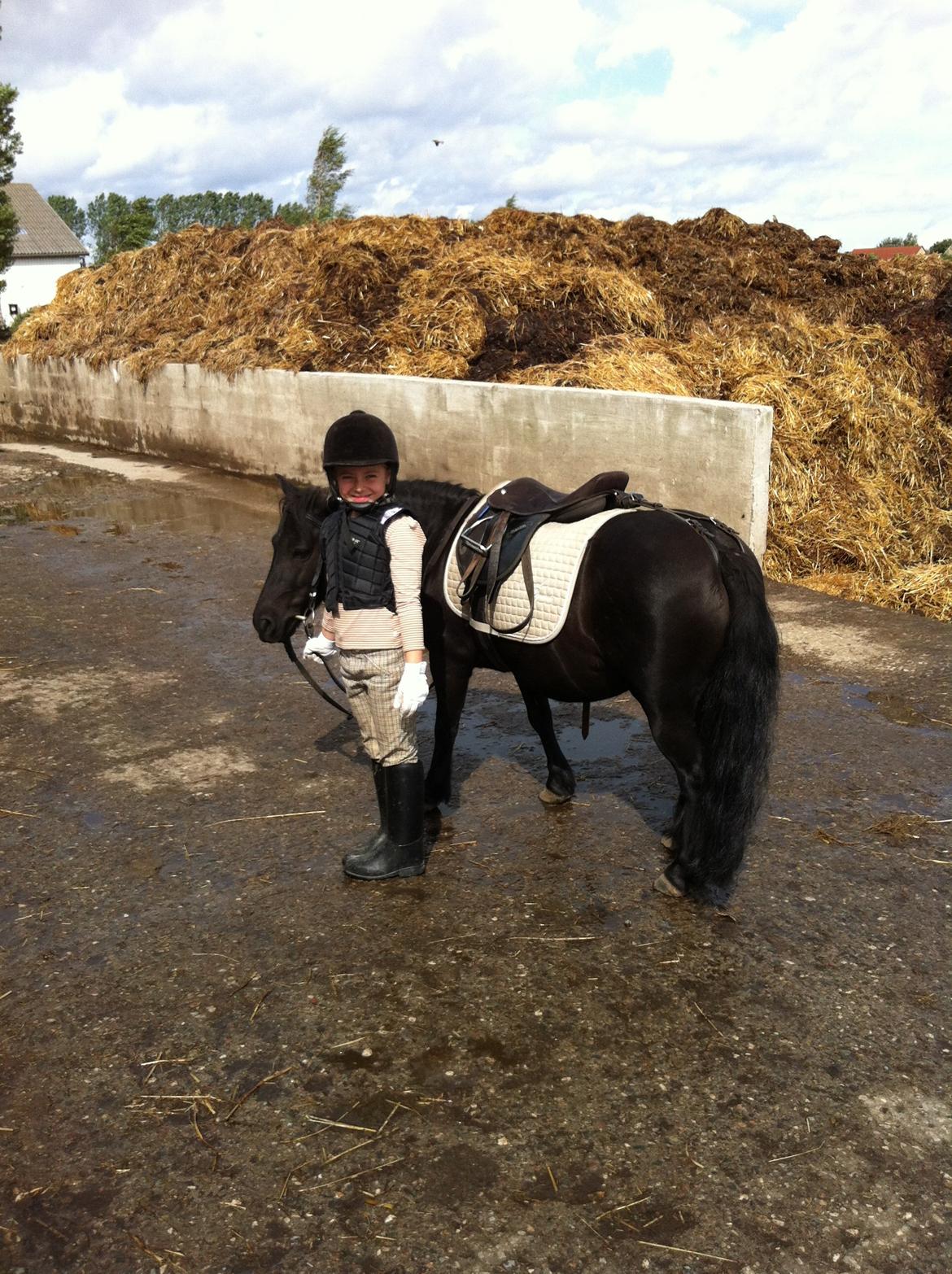 Shetlænder Madonna - Kommer du mor ? billede 6