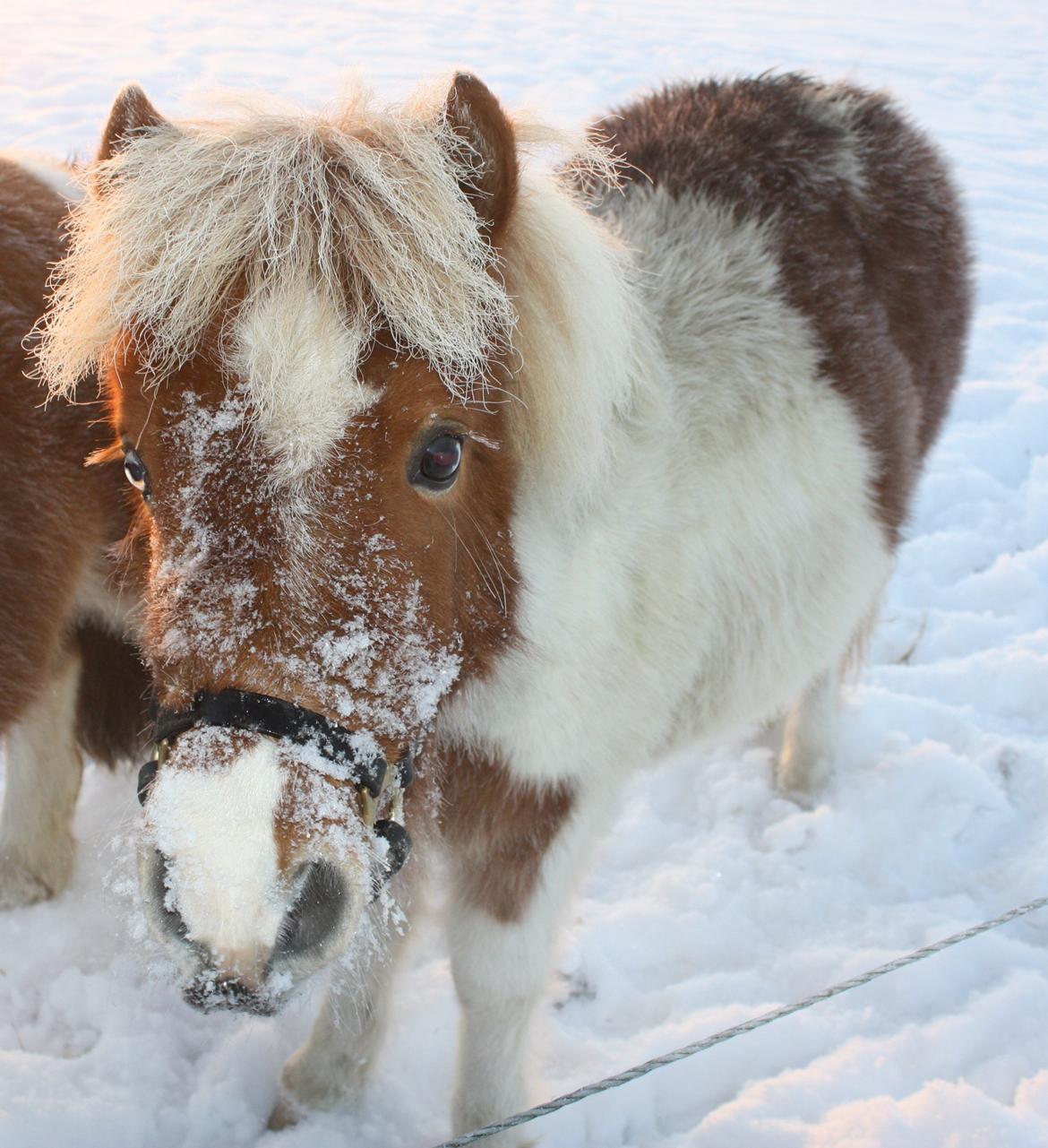 Shetlænder Haabet´s My Spot - Spot i sneen 
December 2012 billede 15