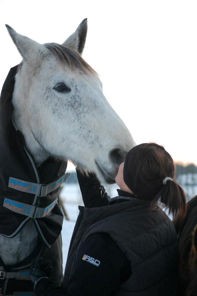 Dansk Varmblod Kærsholms Willow - Fordi han lukker mig mere ind for hver dag... <3 billede 24