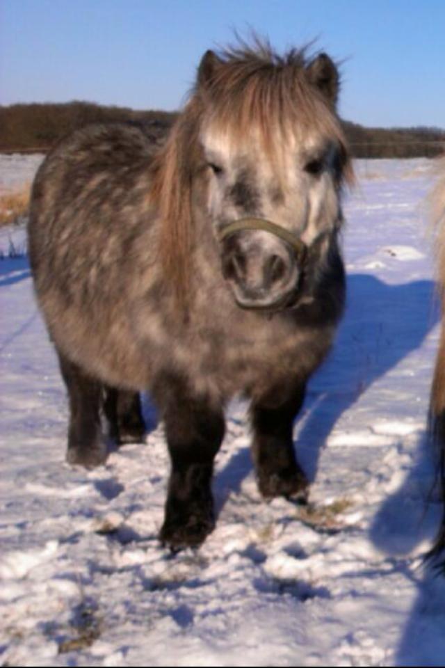 Shetlænder Tøttrups Minimum *solgt* - Minimum i sneen :) December 2012 billede 3