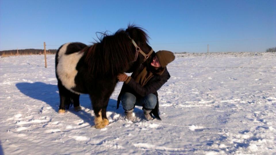 Shetlænder Vadehavets Figero *solgt* - December 2012 - Figero og jeg i en hyggestund i sneen. Fik et lille julekys af min dejlige dreng :) billede 15