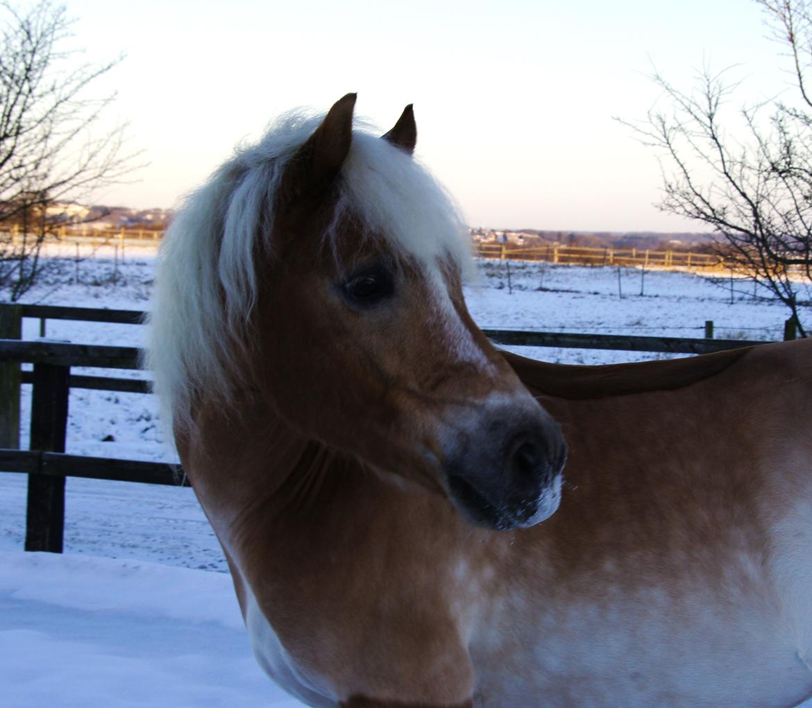 Haflinger STACHUS - Stachus på banen den 6 december 2012 :o) billede 2