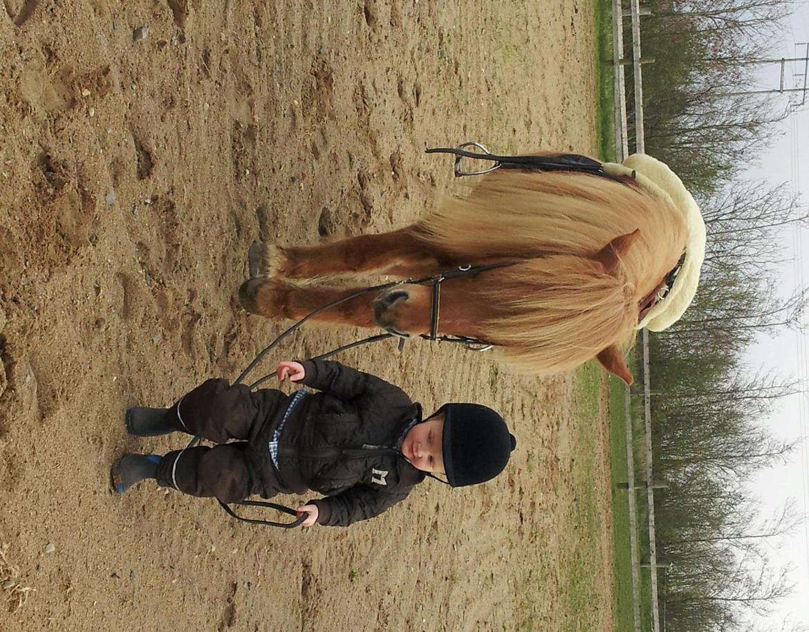 Islænder Sleipnir fra eskildsminde billede 20