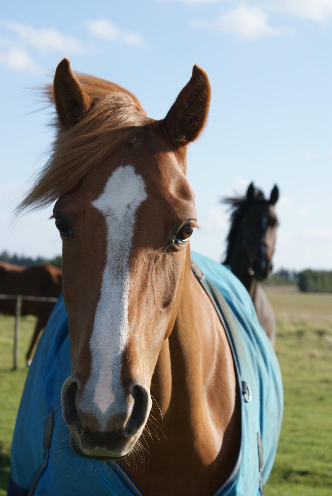 DSP Kimberly´s Rasheeka  billede 7