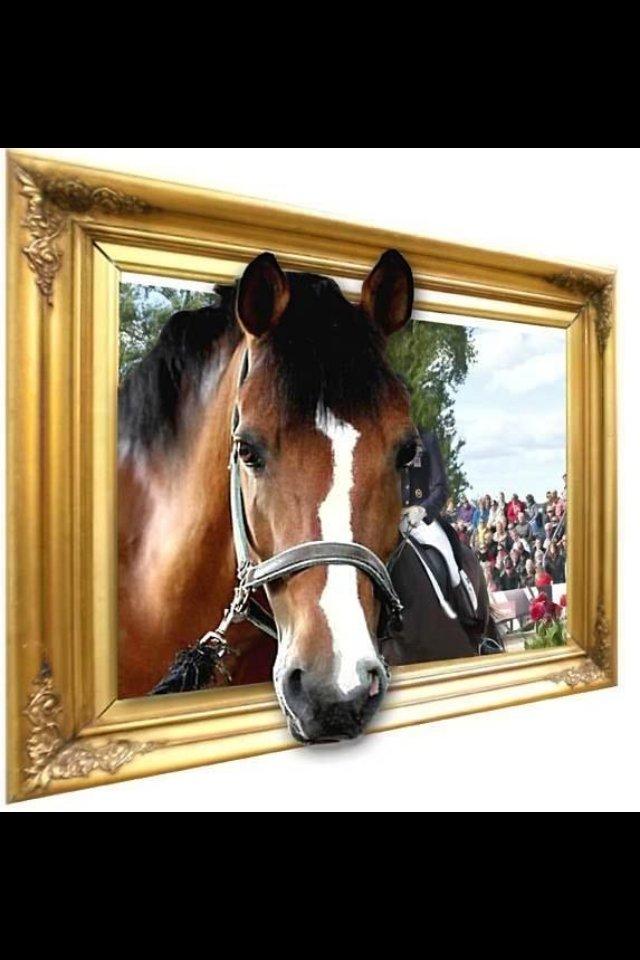 New Forest Fuglekildes Macoy billede 12