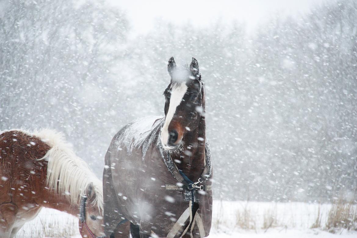 Dansk Varmblod Weino (Part) billede 12