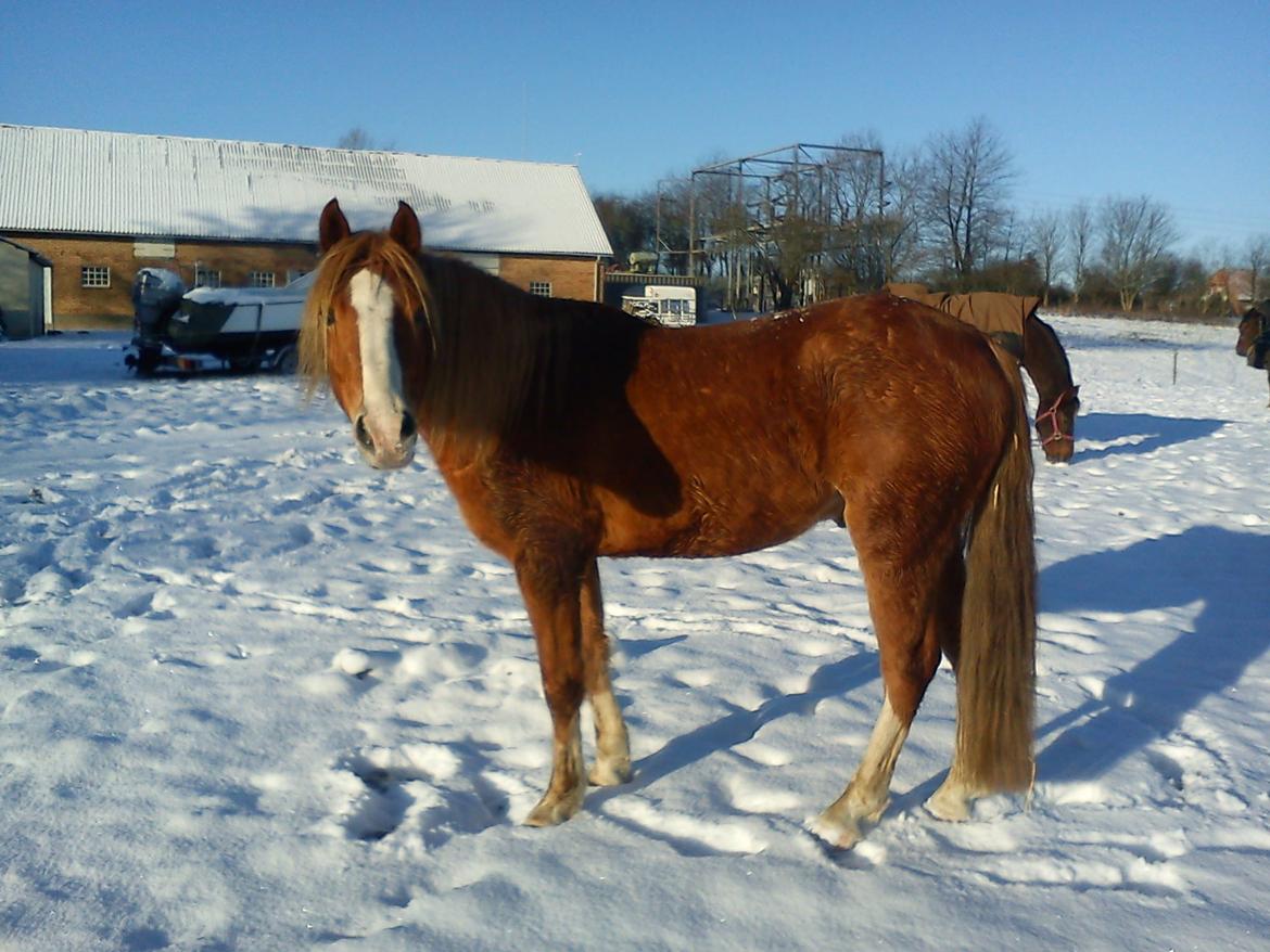 DSP De Flax - vi nyder sneen og solen, vinteren 2012 billede 12