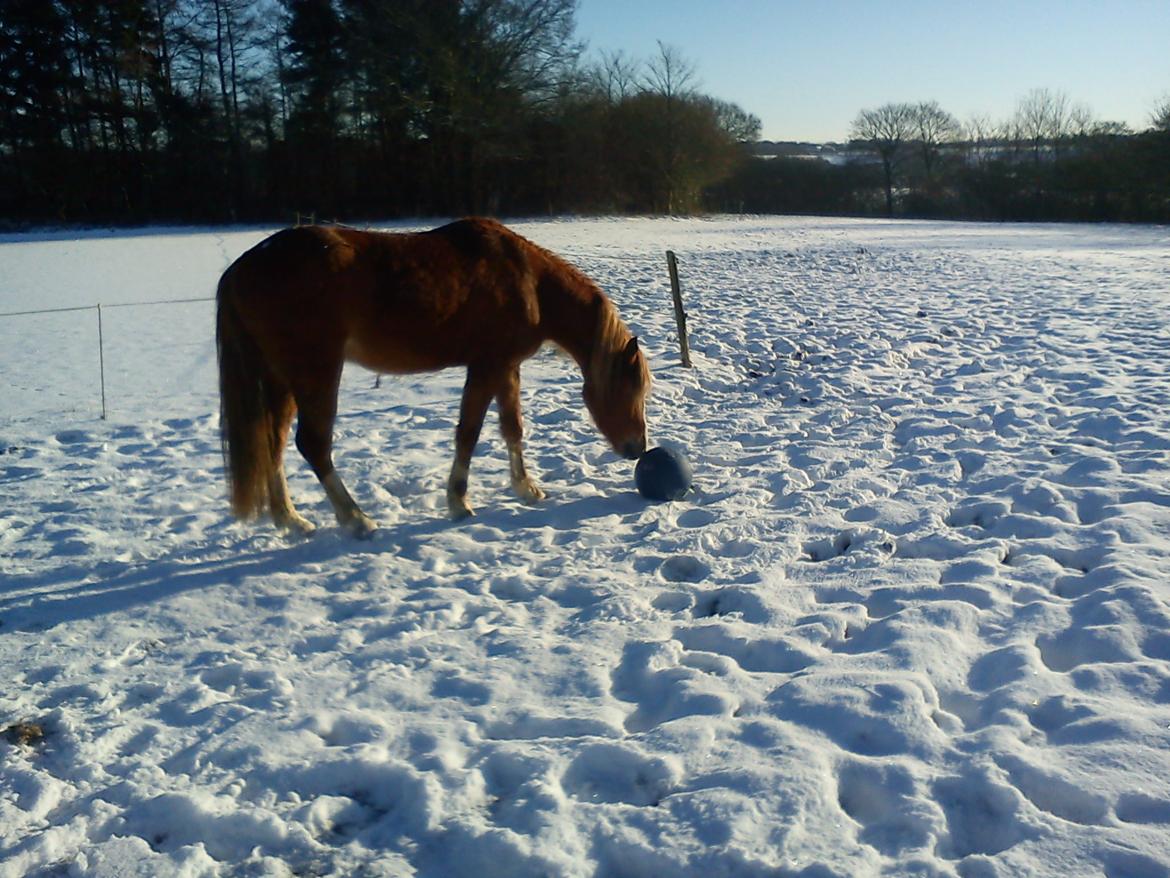 DSP De Flax - flax leger lige lidt med sin jollyball :D billede 13